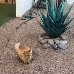 cute kitty cat ! cute kitty cat !