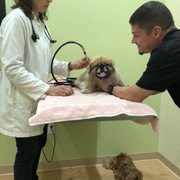 Photo of Marina Village Veterinary - Alameda, CA, United States. Laser treatment for Mini's Arthritis and muscle pain. He is able to walk much better immediately afterwards!