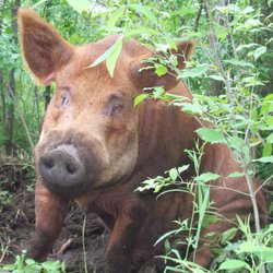 Ottawa Organic Farmers Market - Forest raised pork