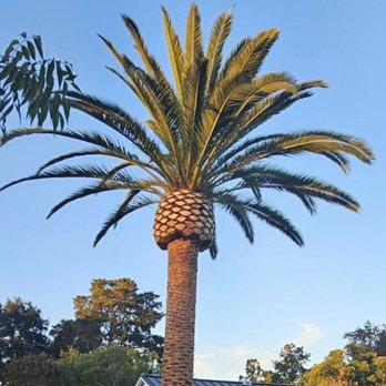 Joel's Tree Service - Palm Tree Services - Tree Services Near Me Joel's Tree Service - Palm Tree Services - Tree Services Near Me