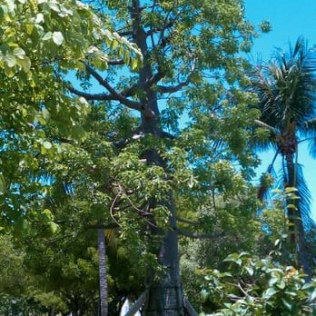Village Green Park - Parks Near Me - Key Biscayne, Florida Village Green Park - Parks Near Me - Key Biscayne, Florida