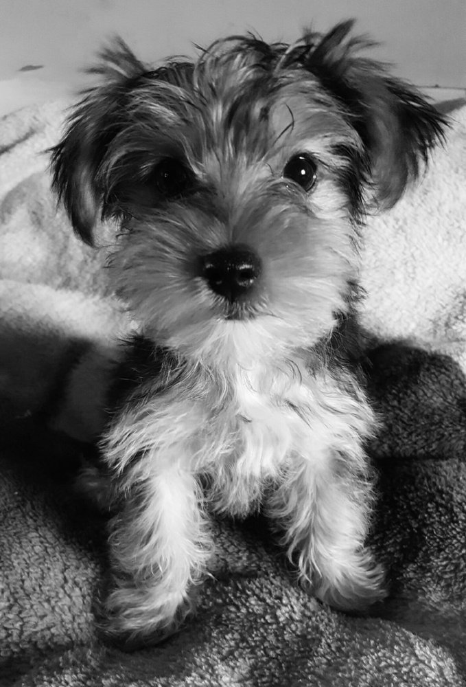 PUPPY LA VIE Updated July 2024 2501 Princess Anne St