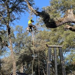 Foothill Sierra Tree Service - Hazard tree - we do our best to preserve trees for future generations to enjoy