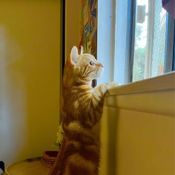 La Sierra Veterinary Clinic - Garfield enjoying bird watching after recovering from surgery, Dr Munson is the best and of course staff too - Veterinarians Near Me - Riverside, California La Sierra Veterinary Clinic - Garfield enjoying bird watching after recovering from surgery, Dr Munson is the best and of course staff too - Veterinarians Near Me - Riverside, California