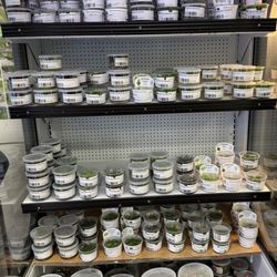 Cuboid Nature Aquarium - We typically have over 70 types of plants in tissue culture for your aquascaping needs