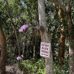 Coco Plum Place - Orchid
