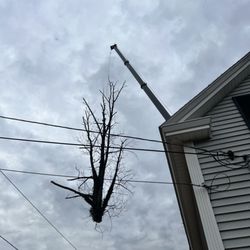 New England Tree Masters