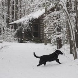 The Cabin Farm - Max @ The Cabin