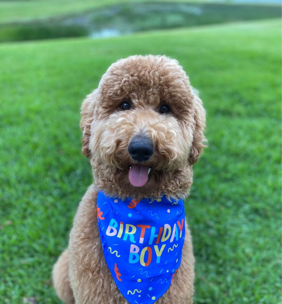 THE FUR PAWLOR LLC Updated October 2024 12 Photos & 12 Reviews