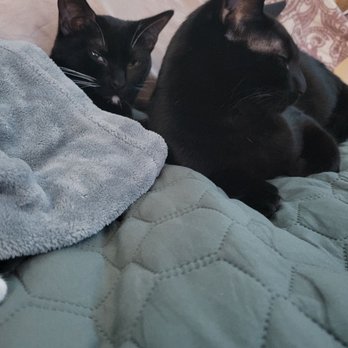 Amazing Small Animal Practice - Post op picture. Drowsy cats - Veterinarians Near Me - Gardena, California
