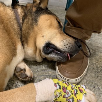 Aloha Affordable Veterinary Services - Charlie after having his dewclaw fixed. - Veterinarians Near Me - Aiea, Hawaii Aloha Affordable Veterinary Services - Charlie after having his dewclaw fixed. - Veterinarians Near Me - Aiea, Hawaii
