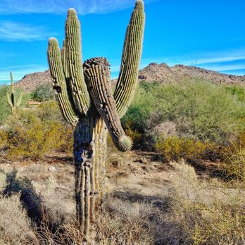 Sunrise Mountain Trail - We dubbed him the woolly mammoth cactus - Parks Near Me - Peoria, Arizona