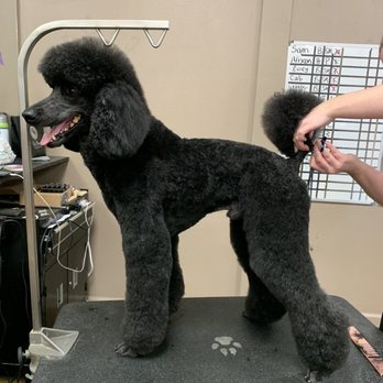 Eco Paw Spa - Pet Groomers Near Me - Murrieta, California Eco Paw Spa - Pet Groomers Near Me - Murrieta, California