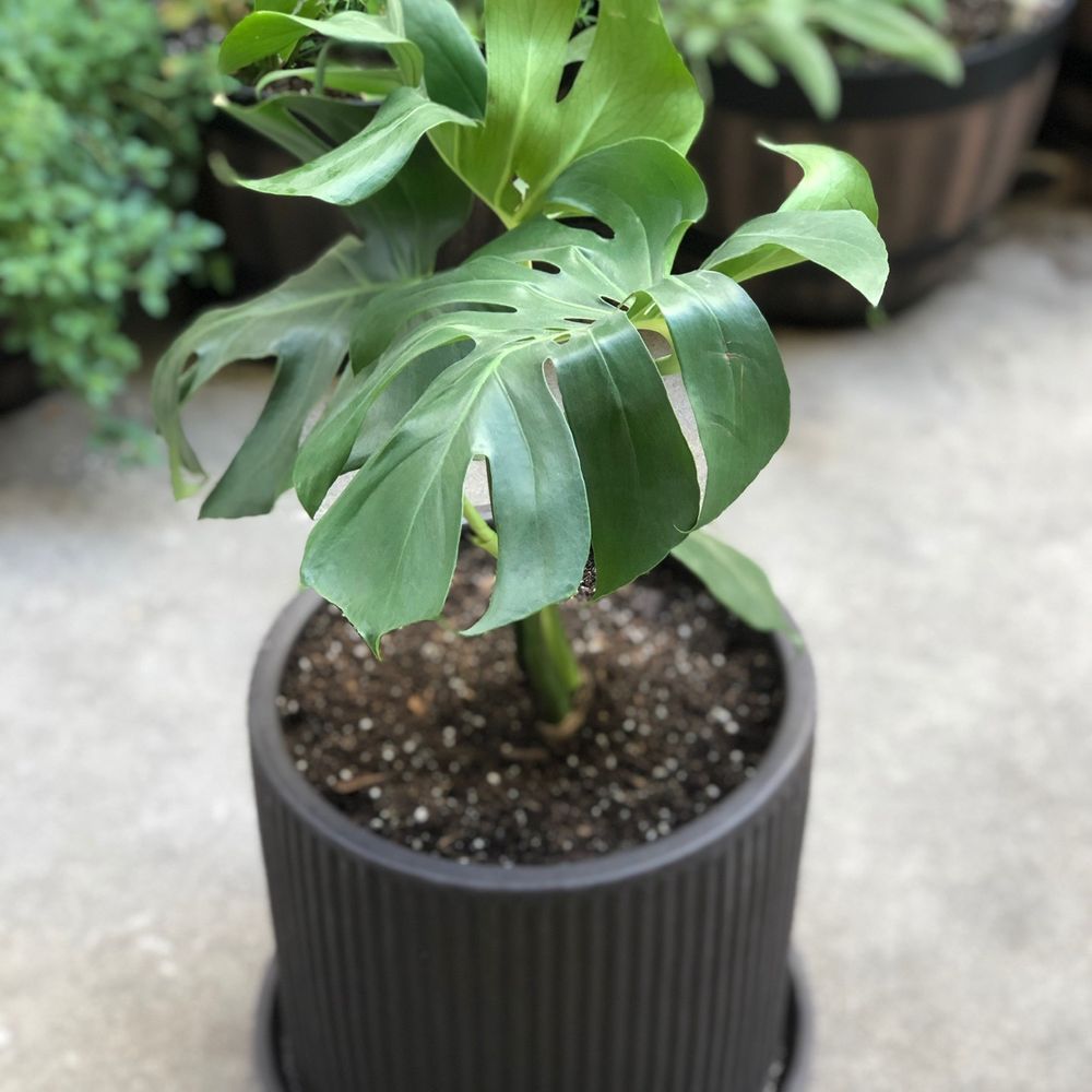Jackalope Pottery - Newly repotted monstera deliciosa living lavish in her new home | $30 - Nurseries & Gardening Near Me - North Hollywood, California