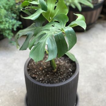 Jackalope Pottery - Newly repotted monstera deliciosa living lavish in her new home | $30 - Nurseries & Gardening Near Me - North Hollywood, California