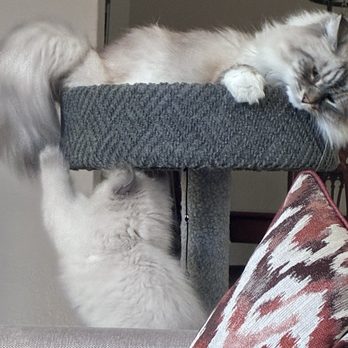 BlueEyedFrisco - Pet Adoption Near Me