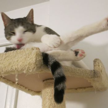 Meow Parlour - Animal Shelters Near Me - New York, New York Meow Parlour - Animal Shelters Near Me - New York, New York