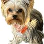 Photo of Pups N Style