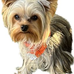 Pups N Style - They always leave her looking flawless