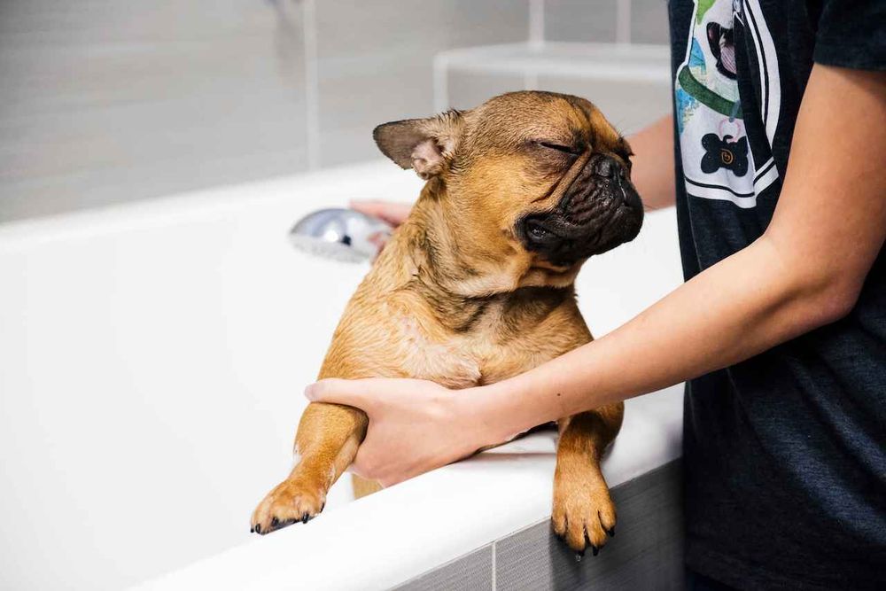 Dogtopia of Uptown Phoenix - pet boarding facility in Phoenix, AZ