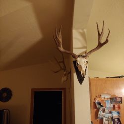 Jesse James Welding and Fabrication - Deer head wall mound bracket