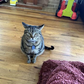 Coleman Veterinary Clinic - Mouser is requesting her dinner - Veterinarians Near Me - Coleman, Texas Coleman Veterinary Clinic - Mouser is requesting her dinner - Veterinarians Near Me - Coleman, Texas