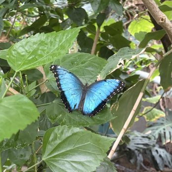 Butterfly Pavilion - Museums Near Me - Westminster, Colorado Butterfly Pavilion - Museums Near Me - Westminster, Colorado