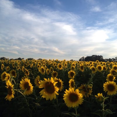 Pope Farm Conservancy by null