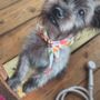 Photo of Grooming Granny