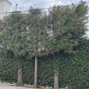 Millan Tree Service - Three trees on our side yard that needed to be trimmed away from power lines. - General Contractors Near Me Millan Tree Service - Three trees on our side yard that needed to be trimmed away from power lines. - General Contractors Near Me