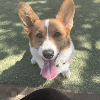 Olive Hills Park - Dog Parks Near Me - Anaheim, California