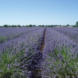 Paris london cafe - Breathe in the gorgeous perfume of the Lavender fields