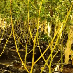 Virginia Cultivars - Clean beneath the netting for increased airflow!!!