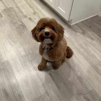 BubbLA Pet Salon - Pet Groomers Near Me - West Covina, California