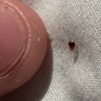 All Days Hostel - Beg Bug found after biting my friend - Hostels Near Me - Toronto, Ontario