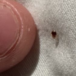 All Days Hostel - Beg Bug found after biting my friend