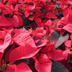 Jesse Israel & Sons Garden Center