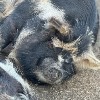 Outside Inn Campground - Attraction Farms Near Me - Santee, South Carolina