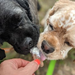 Milk bone from the pup cup Milk bone from the pup cup