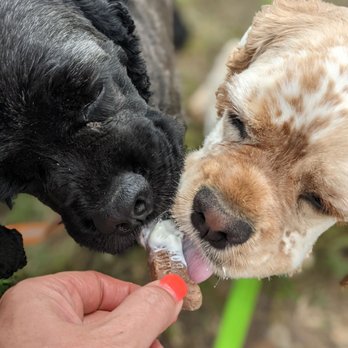 Moo Thru Lake Anna - Milk bone from the pup cup - Ice Cream & Frozen Yogurt Near Me - Mineral, Virginia Moo Thru Lake Anna - Milk bone from the pup cup - Ice Cream & Frozen Yogurt Near Me - Mineral, Virginia