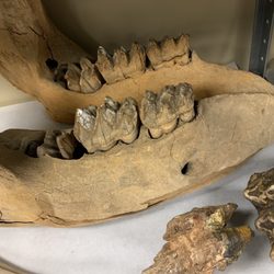 Cass County Museum - Mastodon jaw and teeth.