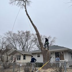 Antonios Tree Service - Tree removal in progres