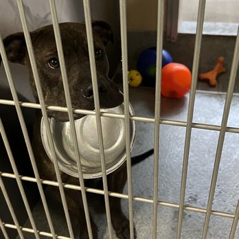 OC Animal Care - Merlin - Animal Shelters Near Me - Tustin, California OC Animal Care - Merlin - Animal Shelters Near Me - Tustin, California