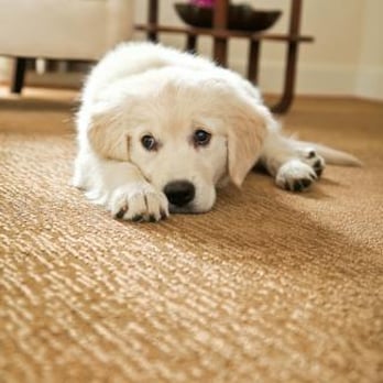 All Building Maintenance Services - The products we use are eco-friendly and 100% safe for you and your family! - Carpet Cleaning Near Me - Los Angeles, California All Building Maintenance Services - The products we use are eco-friendly and 100% safe for you and your family! - Carpet Cleaning Near Me - Los Angeles, California