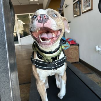 Pack Place K9 - 20 minutes on treadmill - Pet Training Near Me - Germantown, Maryland