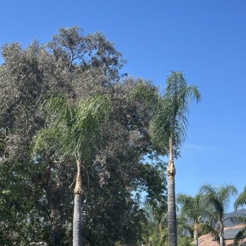 Ezra Tree Service - Tree Services Near Me