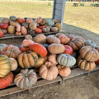 Ruby Creek Family Farm - Pumpkins at the general store - Attraction Farms Near Me - Aurora, Texas Ruby Creek Family Farm - Pumpkins at the general store - Attraction Farms Near Me - Aurora, Texas
