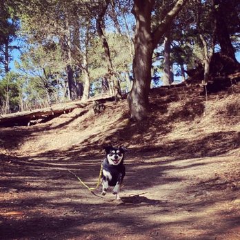 Action Dog! - Dog Walkers Near Me