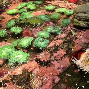 Seattle Aquarium - Aquariums Near Me - Seattle, Washington Seattle Aquarium - Aquariums Near Me - Seattle, Washington