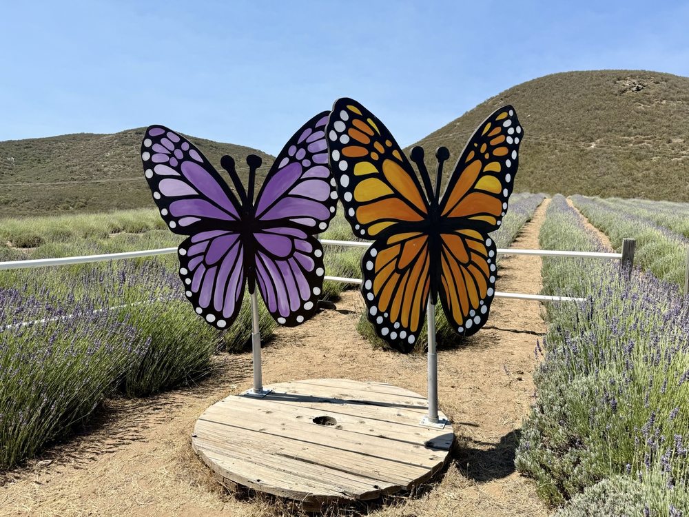 Blue Barn Lavender Farm